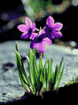 �Ĺ���ɽ��